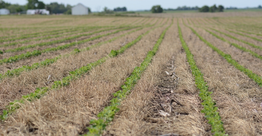 crop field with cover crops