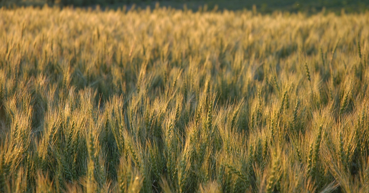 7 tips for planting winter wheat