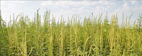 new_herbicide_available_tough_weeds_soybeans_1_636142141076237459.jpg
