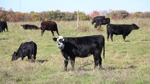 Cattle grazing pasture