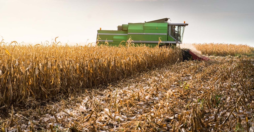 Combine harvesting corn