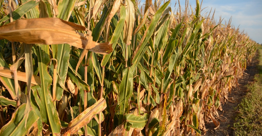 cornfield at sunset