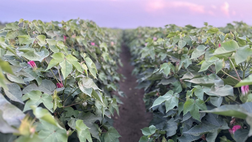 Close up of two rows in a cotton field with plants at bloom.