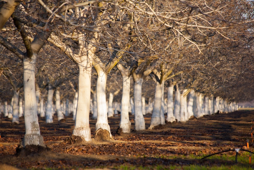 almond orchard