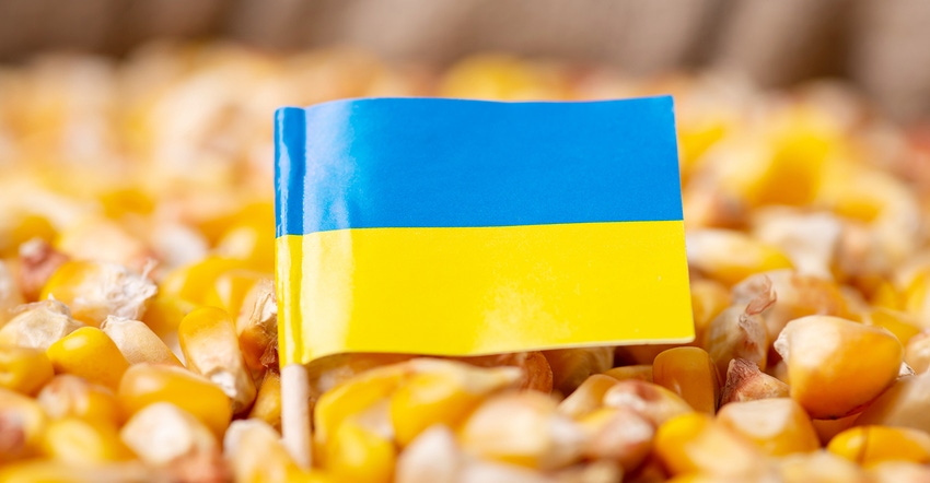 Ukraine flag in corn