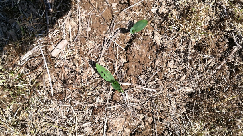 Green leaves sprouted through soil with small holes
