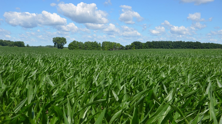 An landscape view of a cornfield