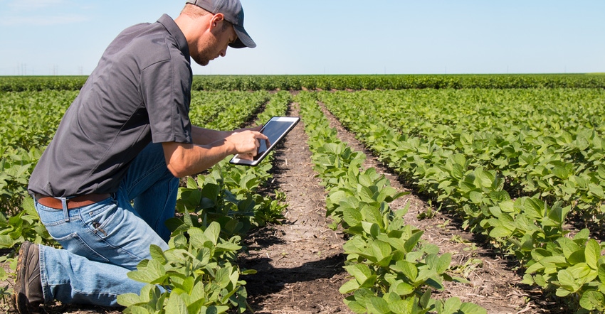 farmer looking at tablet in soybean field