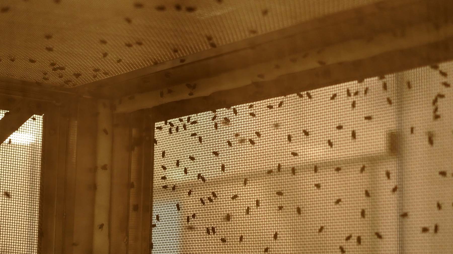 New World screwworm flies at a newly inaugurated sterile production facility