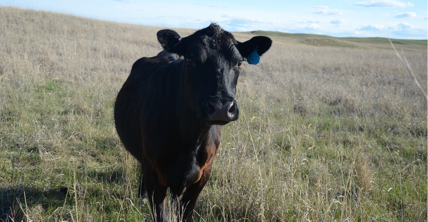 beef cow in field