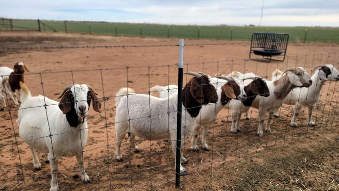 swfp-shelley-huguley-goats-fence.jpg