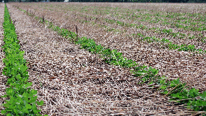Strip tilled peanuts in cover crop.