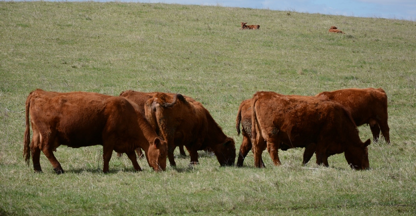 cows grazing in pasture