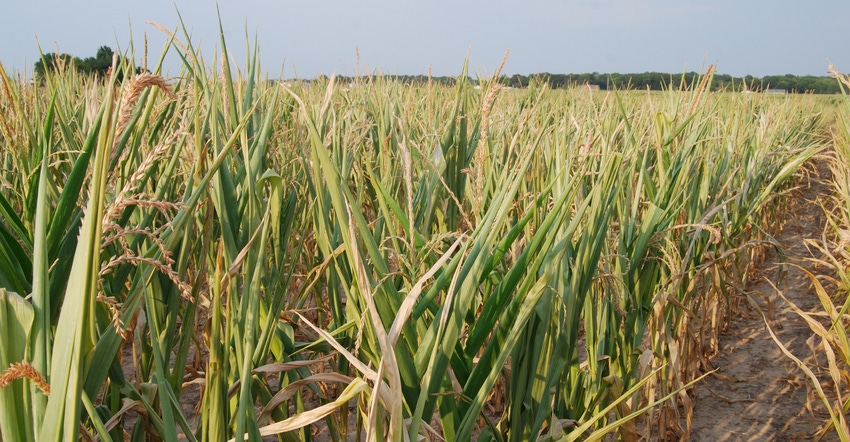 Drought stressed corn field