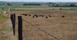 Cattle grazing in drought stricken field