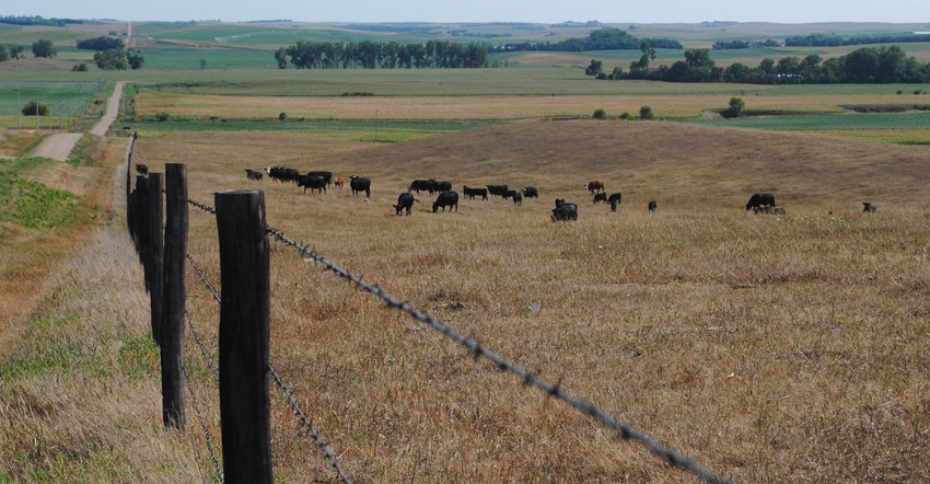 Cattle grazing in drought stricken field Cattle grazing in drought stricken field