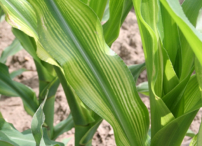 Striped Corn Leaves Could Mean Nutrient Deficiencies Farm Progress