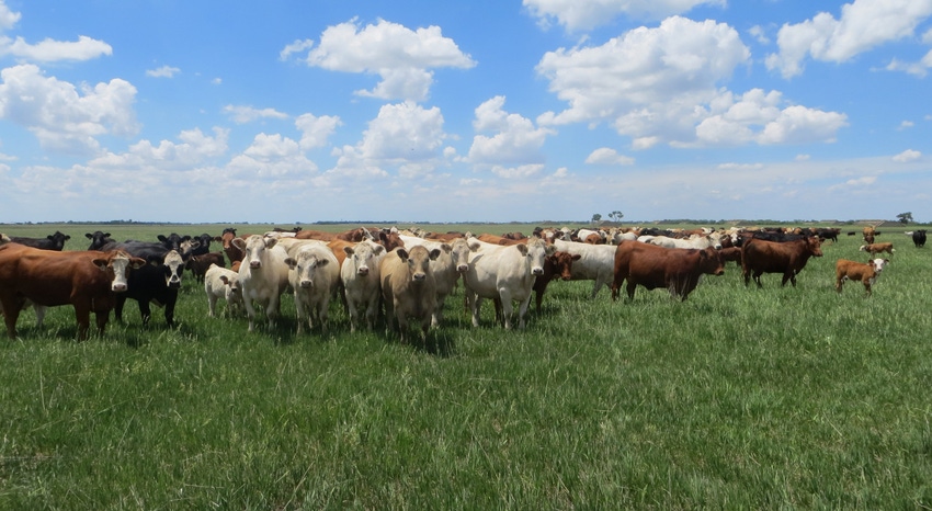 WFP-ARS-cattle-in-field.jpg WFP-ARS-cattle-in-field.jpg