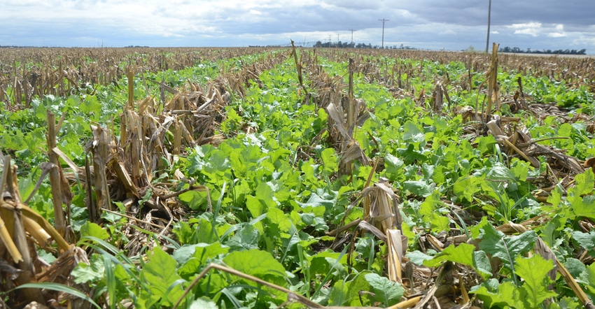 Cover crops radish, cereal rye