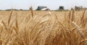 Scenic view of wheat and barn in distance