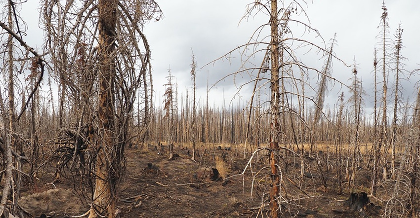 Aftermath from the Mullen Fire in the Snowy Range of Wyoming. 