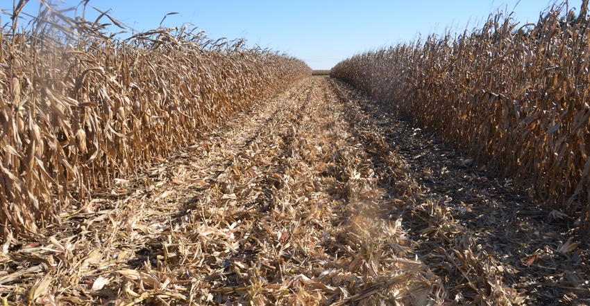 harvested pass between standing corn