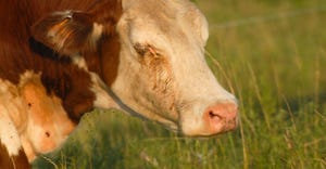 Close up of a Hereford with pinkeye