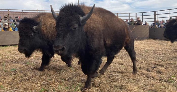 1-bison-auction.jpeg 1-bison-auction.jpeg