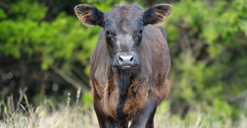 Cattle standing in field looking at camera head on