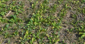 green cover crops