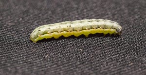 Armyworm caterpillar closeup