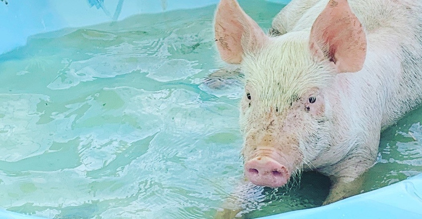pig in baby pool pig in baby pool