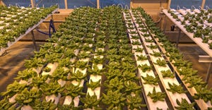 Lettuce heads growing in a Purdue University greenhouse 