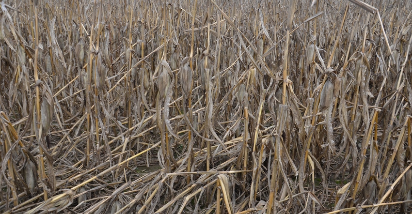 cornfield ready for harvest