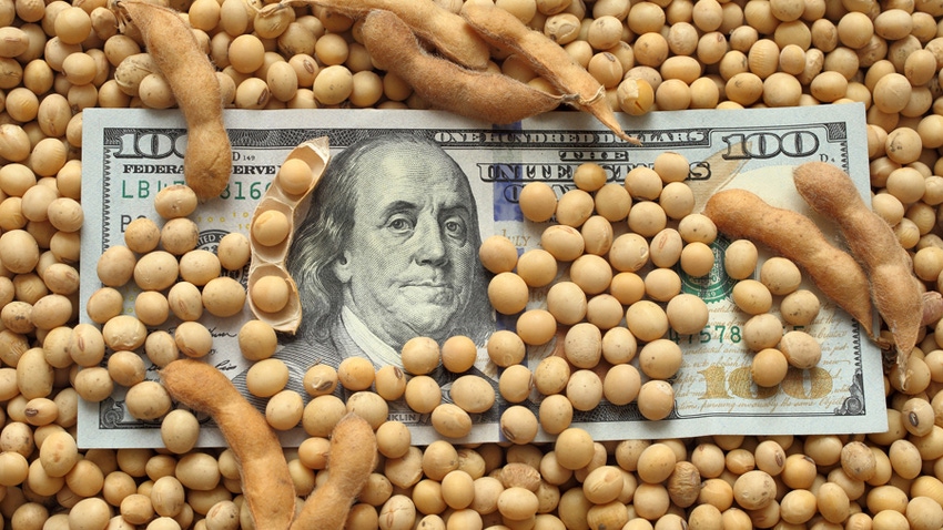 Soybeans with hundred dollar bill