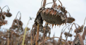 A field of dried and frozen sunflowers with browned leaves waiting for harvest