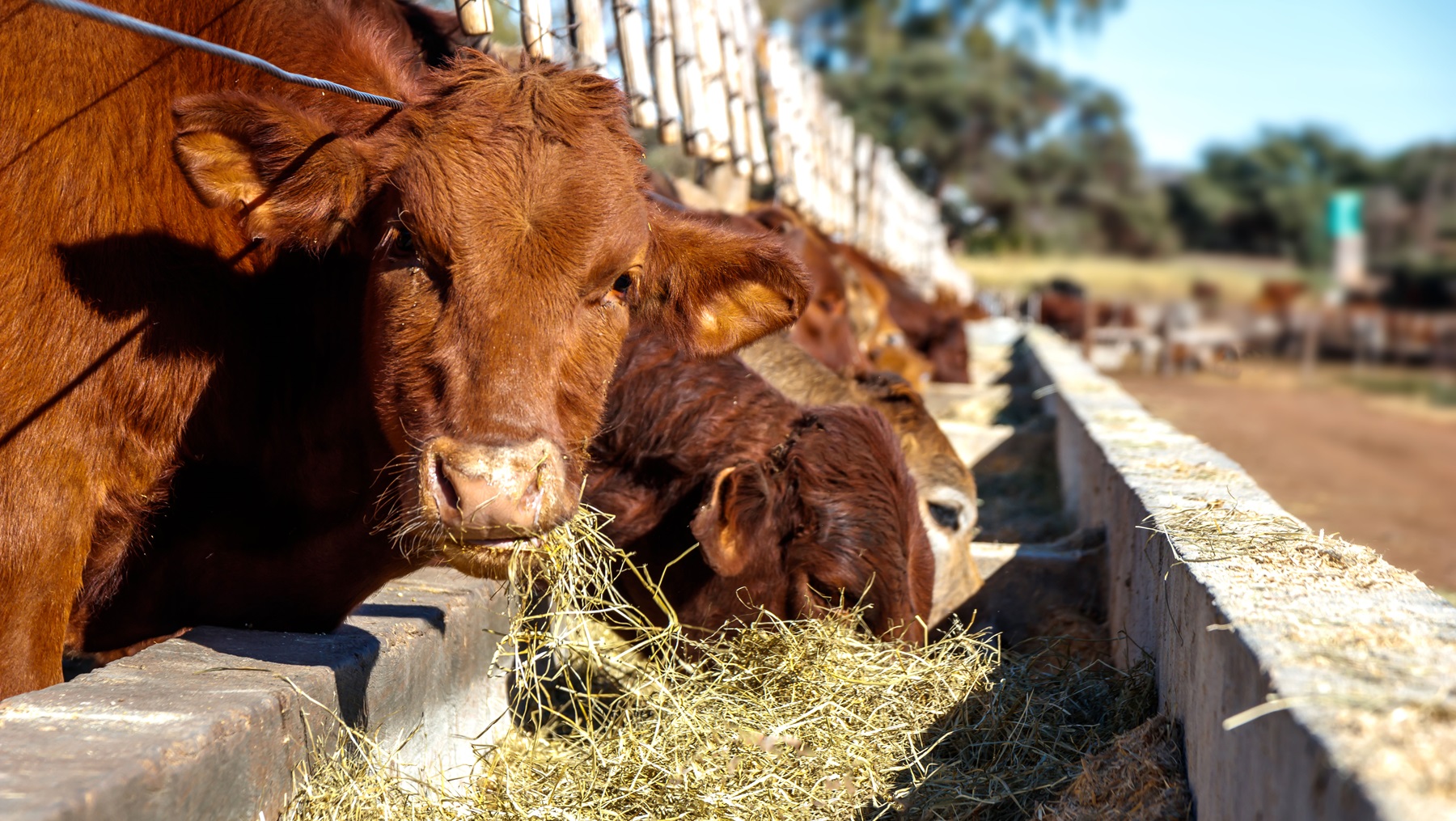 3 Tips to estimate hay needs for your cattle