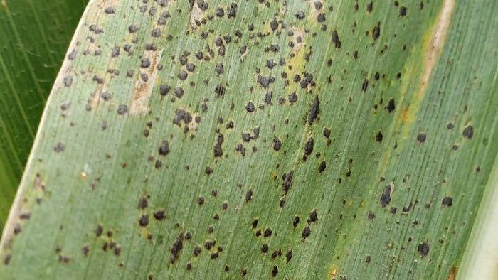UNL - Tar spot on corn leaf