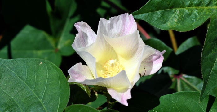 DFP-ADismukes-PIE-CottonFlower(2).jpg DFP-ADismukes-PIE-CottonFlower(2).jpg