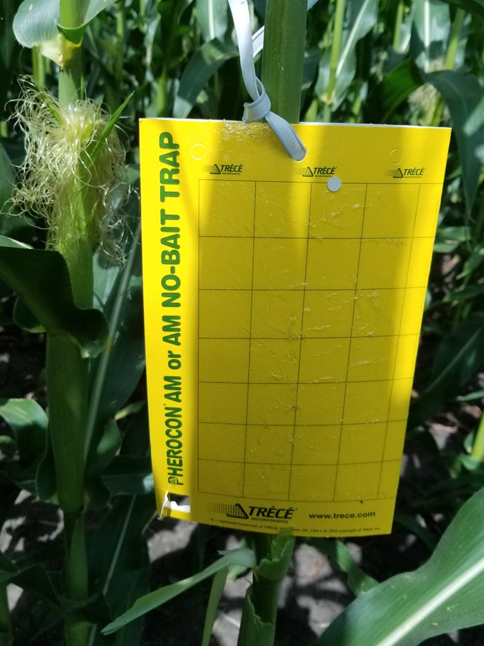 yellow sticky CRW trap that was placed in silking corn