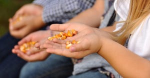 hands holding kernels of corn