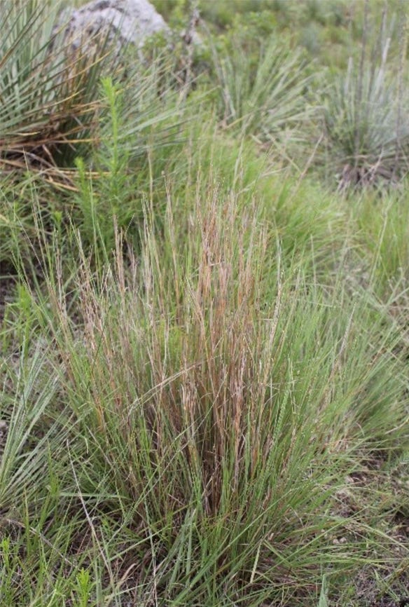 Old world bluestem