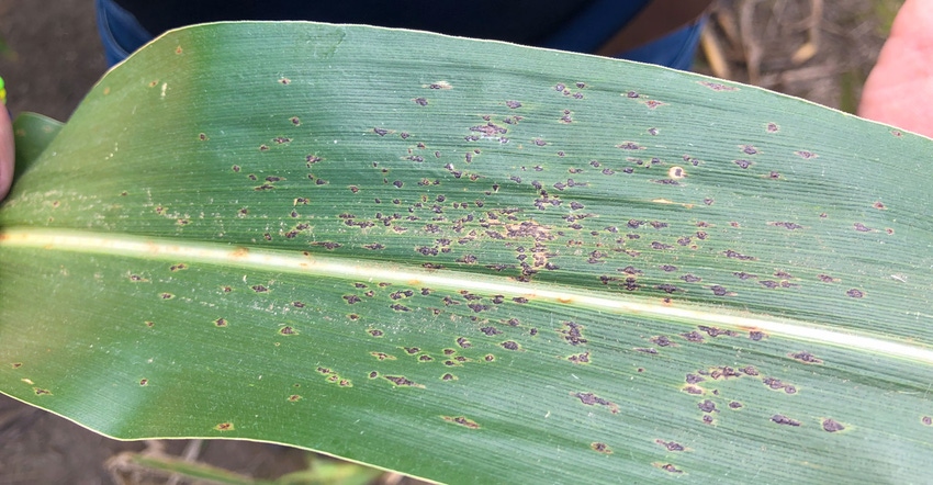 Close-up of tar spot on corn