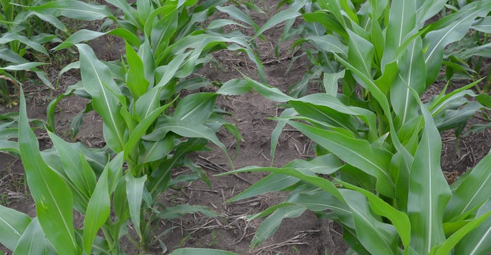 Optimize postemergence rescue herbicide applications
