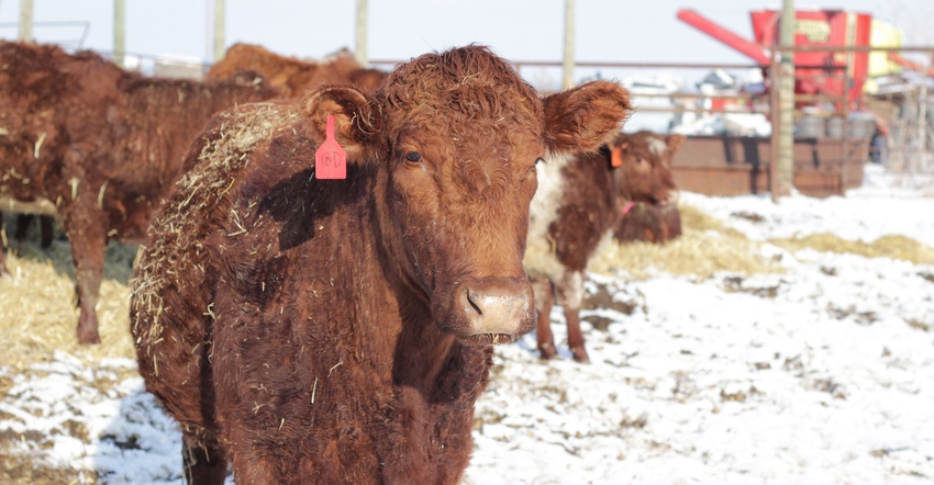 Shorthorn cattle 