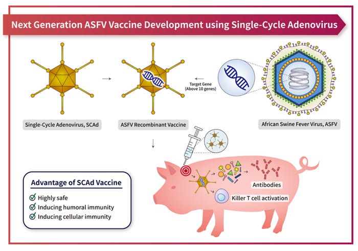 An illustration of the development of a next-generation African swine fever virus vaccine using single-cycle Adenovirus