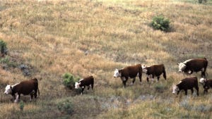 Hereford cattle graze
