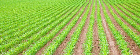 wisconsin_crop_budgets_2013_available_online_1_635065568381660000.jpg