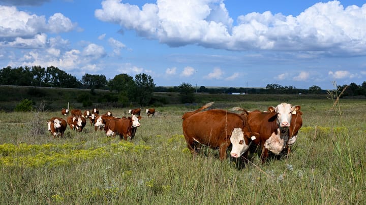 Rancher First initiative: Band-Aid or breakthrough for beef producers?