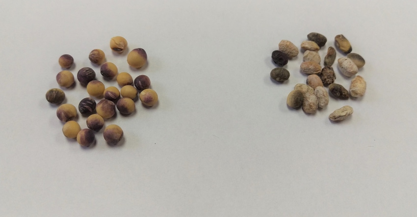 Soybeans with purple seed stain (left) and soybeans showing signs of seed decay because of Phomopsis disease complex